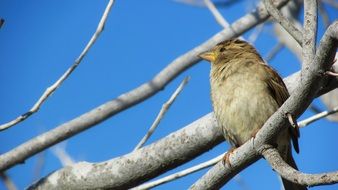 sparrow bird on the tree