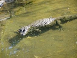 alligator in a natural environment