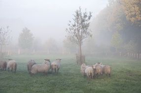 Sheep in the fog in autumn