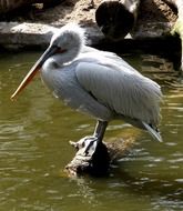 white pelican on a stone in the water