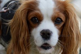 Cavalier King Charles Spaniel has long ears