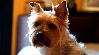 yorkshire terrier in the house
