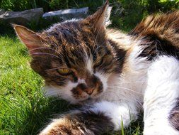 relaxed cat on a green lawn on a sunny day