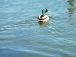 mallard floats on water