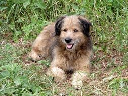 Picture of Mongrel doggie