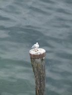 seagull standing on pile above the water