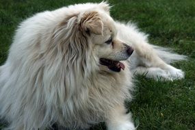 White Doggy Lie on a grass