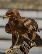Eagle in Hawaii