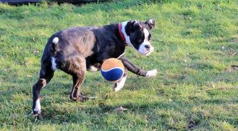 black and white boxer playing with ball