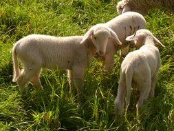 lambs in green grass