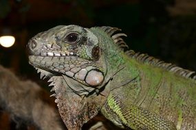 reptile close up