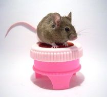 mouse on pink stand