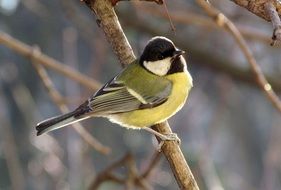 Colorful bird on branch