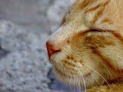 Portrait of the cute beautiful colorful cat