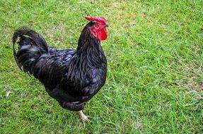 Black rooster on farm