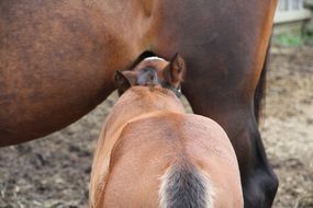 foal near the horse