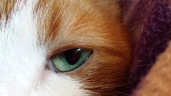 beautiful and cute Cat Eye Green