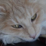 sleepy norwegian forest cat