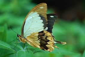 Close-up of the colorful butterfly on green leaf