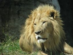 Lion is the king of the animals