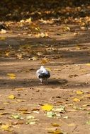 dove walks on the ground with yellow leaves