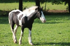 black and white foal stands on green grass