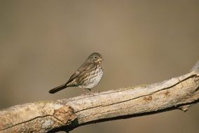 small bird on Tree