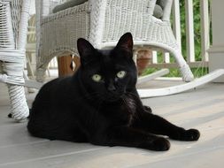 Black domestic cat with bright eyes