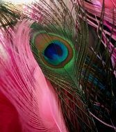 Beautiful colorful feathers of the peacock