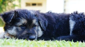 fluffy puppy resting on the grass