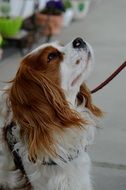 Cavalier King Charles spaniel on a leash walking on the street