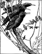 Starlings sitting on a branch