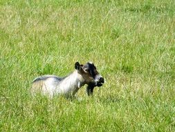 goat lies among green grass