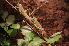 grasshoppers on a branch near the ground