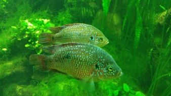 Aquarium Fish