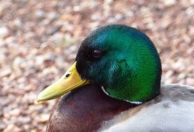 mallard with green feathers on his head