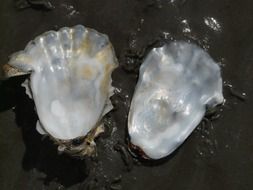 Shell of the pearl