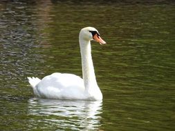 white swan on a lake close up