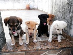 multicolored puppies on the table