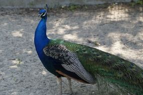 majestic peacock with colorful plumage