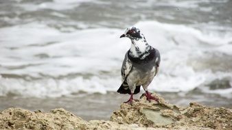 wild pigeon in cyprus