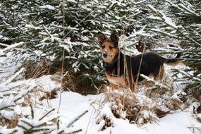 Dog in wintry forest