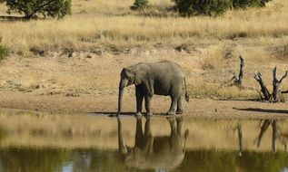 Elephant Wild Africa