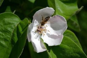 Bee sits on the quince flower