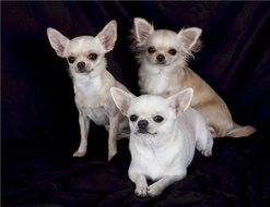 Trio of Chihuahuas