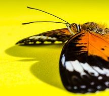 macro photo of butterfly on the yellow background