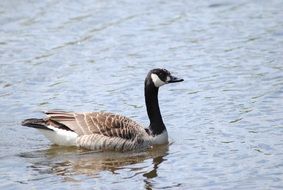 gray duck with a black neck on the water