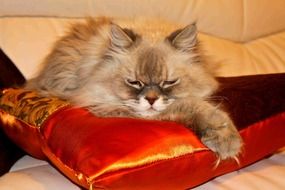 lazy domestic cat lying on the pillow