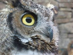 closeup owl head