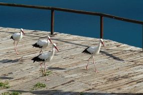 Storks on wooden floor